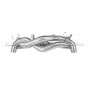 Echappement catback APR pour Porsche 911 992 Turbo